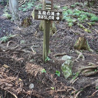 分岐をまずは幻の滝へ