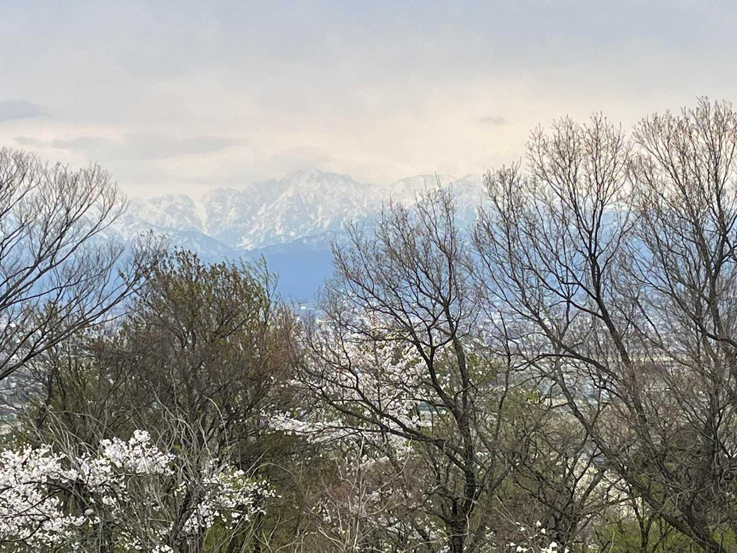 白鳥城跡から桜と剱岳
