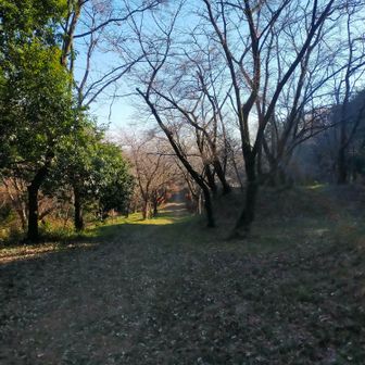 このあたりが権現山？