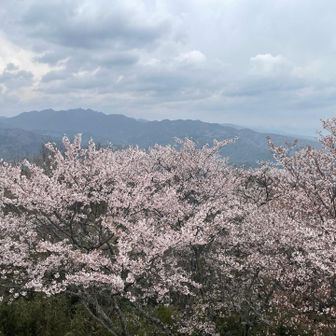 キレイなんですがピーク終盤かな💦
