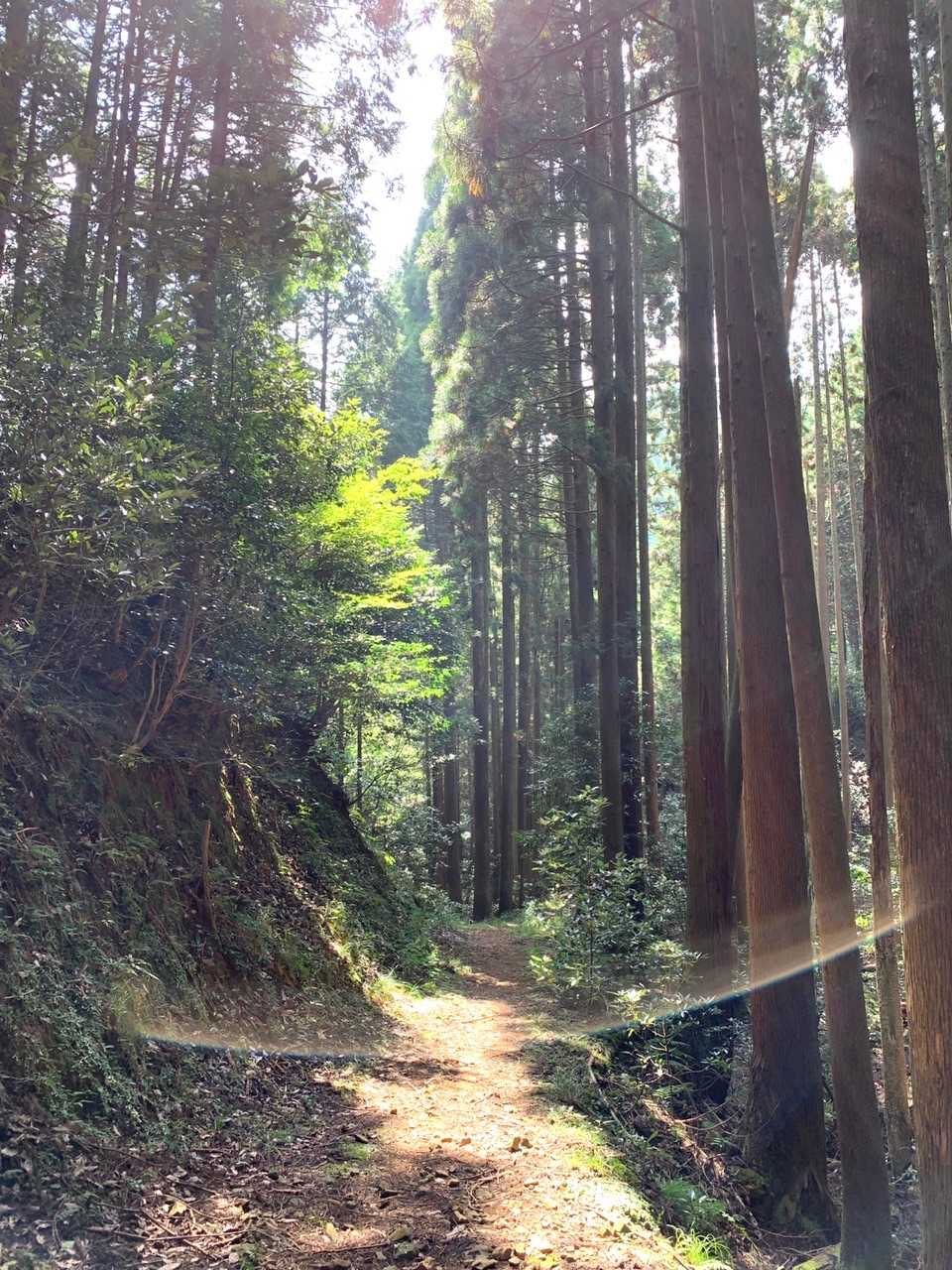 下山道の杉木立🌲