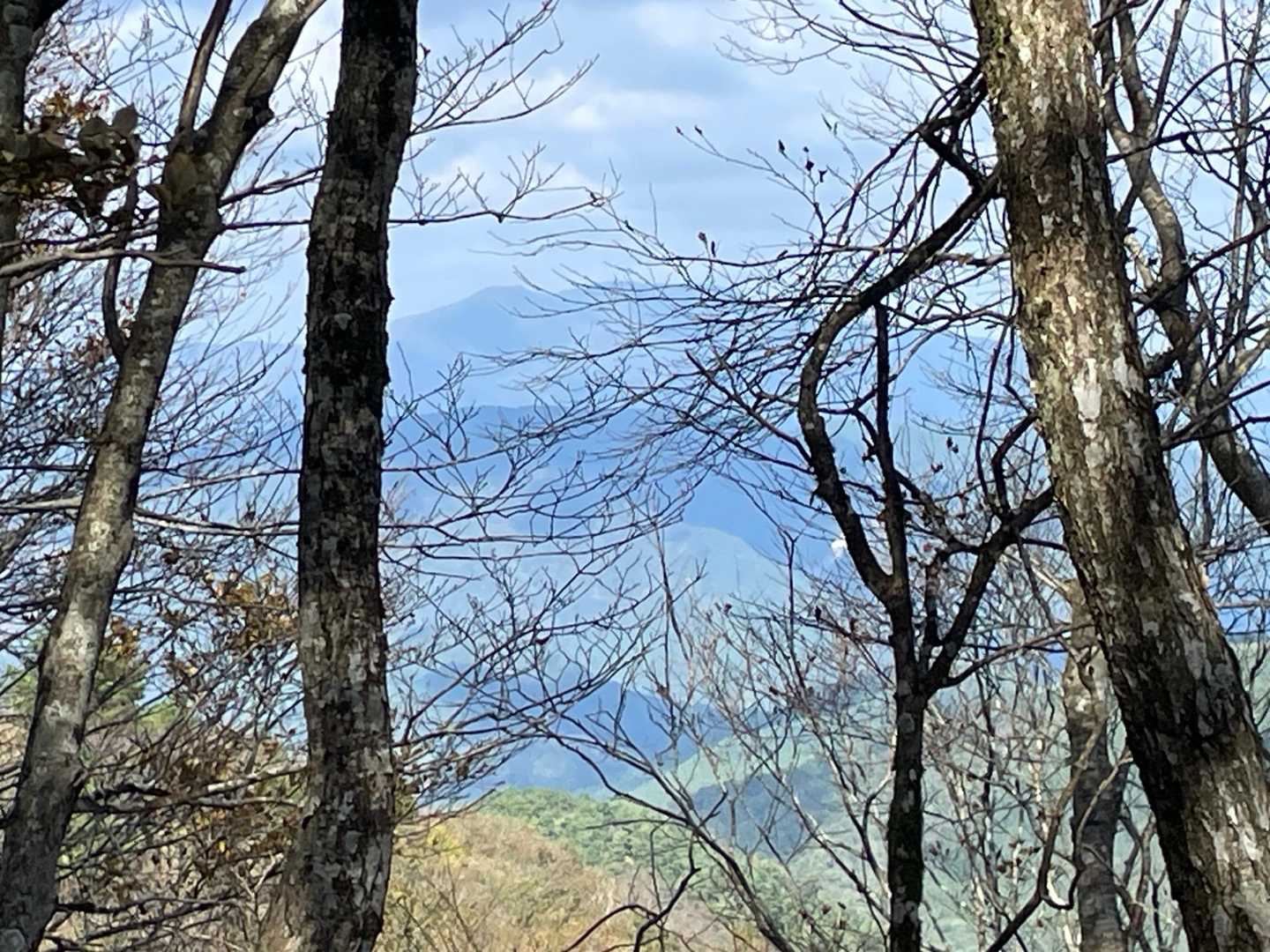 木々の間から北側の山が少しだけ👀