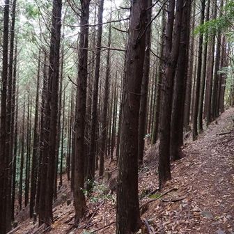 ヒノキ林の中を歩いて…
