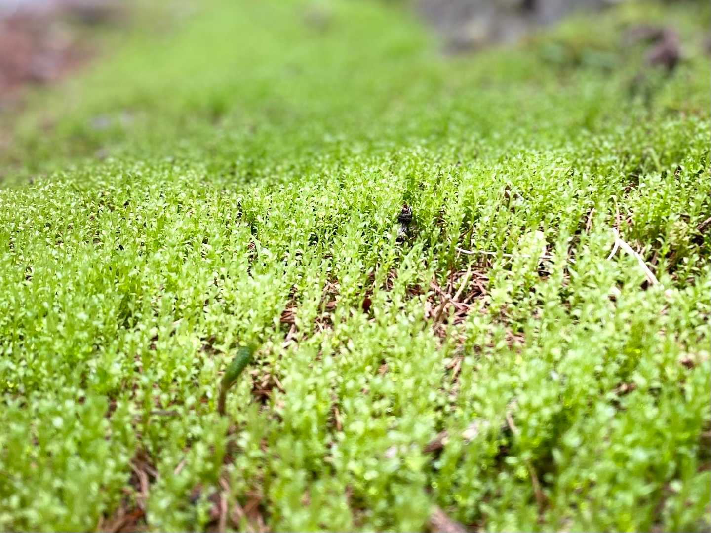 キレイな苔が生い茂っていたので
思わずパシャリ⭐️📷