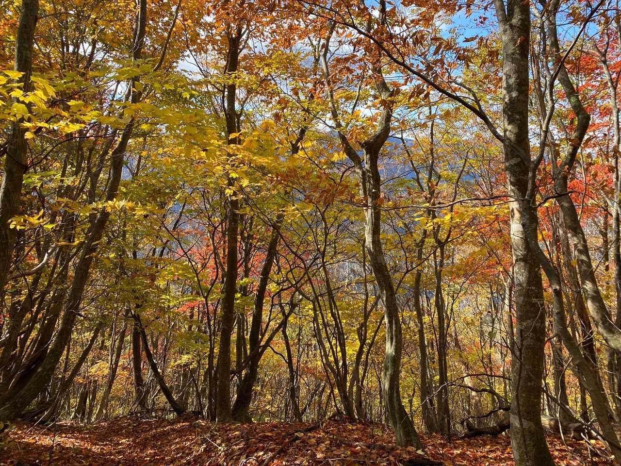 　登りの時よりも、全体的な紅葉の雰囲気を感じることができました。