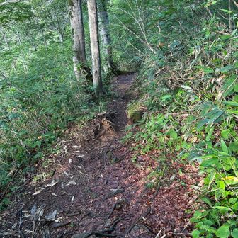 ハナヌキ分岐までのトラバース道は歩きやすい登山道になりました