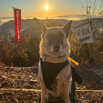 山賊とヤマイヌ