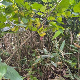楠峰来るんじゃなかった。
山頂も薮でした。