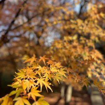 ボケ感演出。スマホ📱ですが、、😅