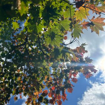 少し紅葉🍁