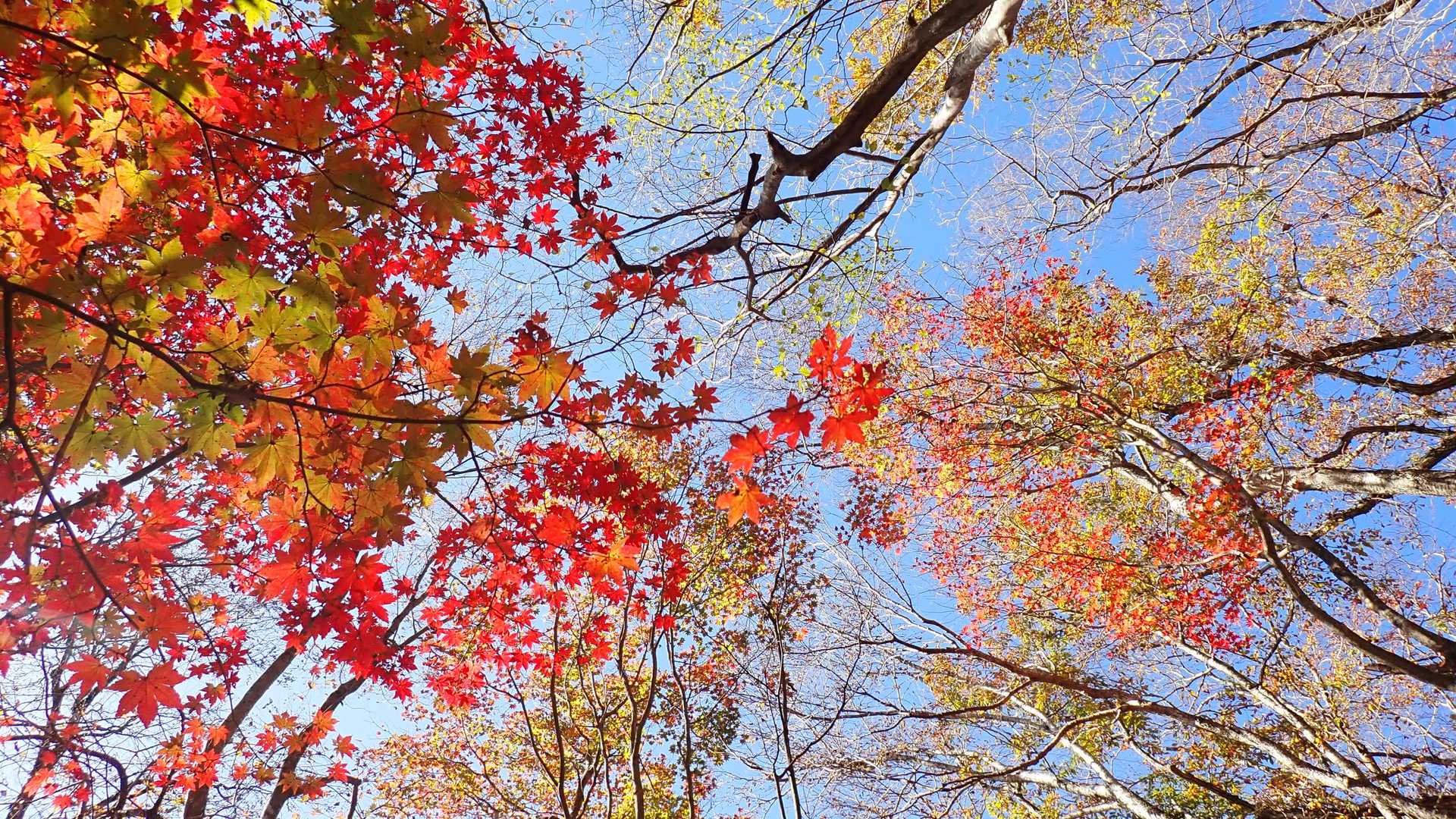 モミジの下には鹿もウロウロしてる🦌