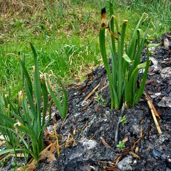 焚き火の跡からでも生える水仙の力強さ。