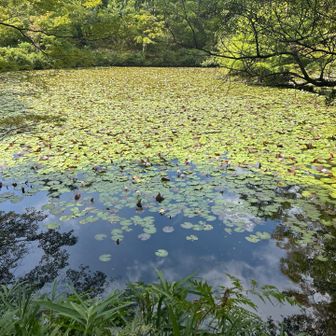 蓮の花が咲いてました