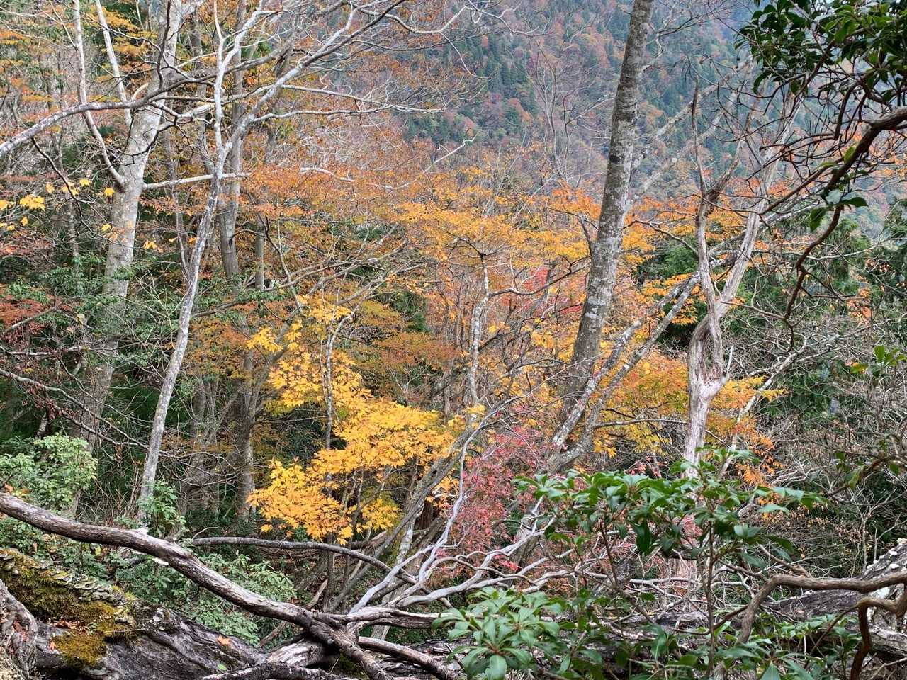釈迦岳-カラ岳-イン谷口バス停 周回コースの写真
