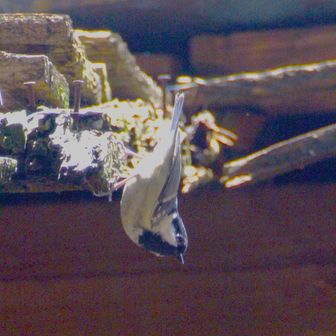 アゴの黒いオビがネクタイの様にお腹に向かって伸びればシジュウカラ。