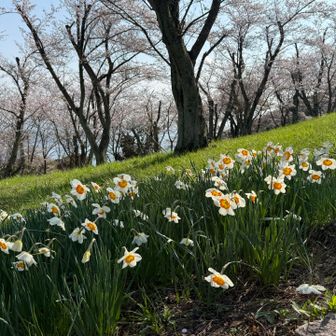 水仙も咲いていました