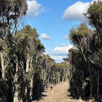 なんと、ひろーい道。
異質な感じの大通りが続く…