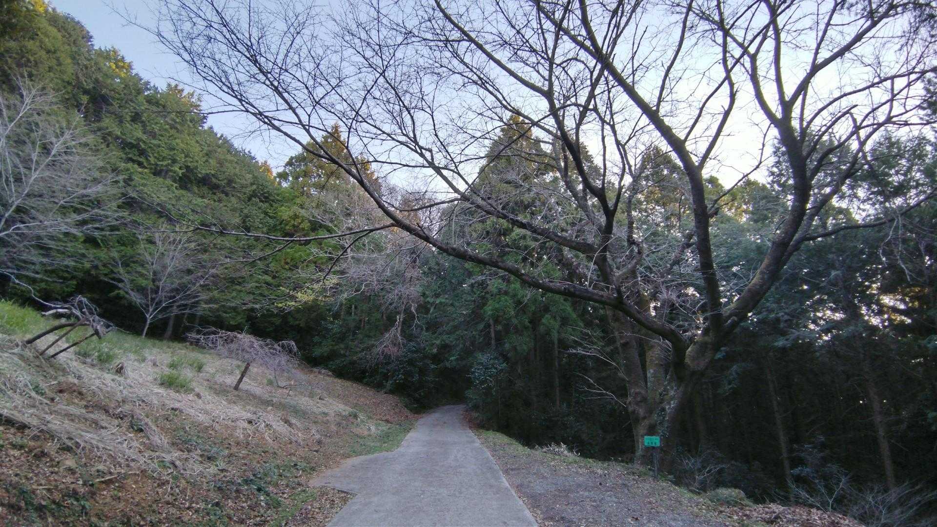 竜ヶ石山で最も美しい桜の貞雄桜