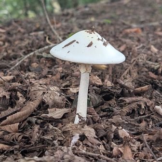 🍄‍🟫