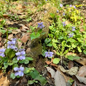 可愛いすみれたち💜