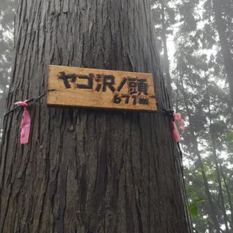 ヤゴ沢ノ頭　初めて「登頂１回」となりました。登山道からちょっとだけ山側に入るとあります。何度も横を通っているのに、ビミョーな距離なのかしら？南郷山や富士小屋山よりも近そうなのに不思議。