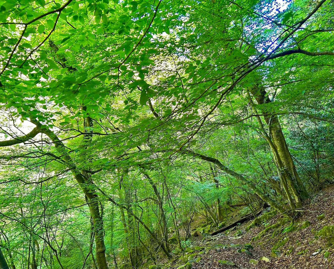 さぁ、もう少し⛰️後は危険な箇所はない筈です⚠️とは言え最後まで油断無くいきましょう〜⛰️