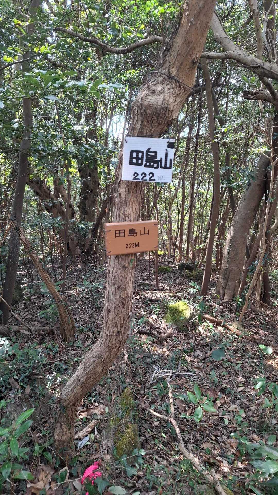 山頂に到着