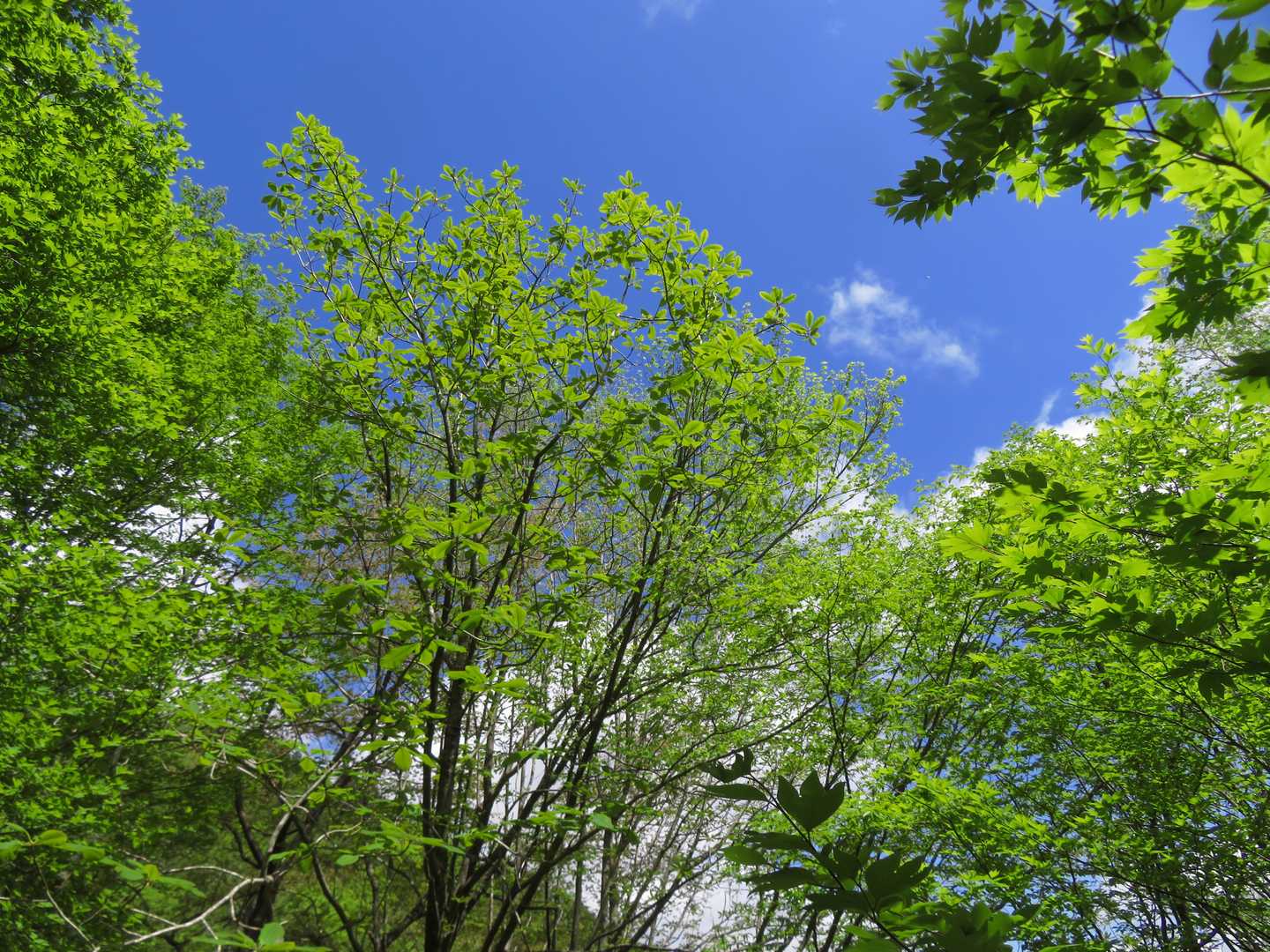ちょっと休憩に…
新緑グリーン🌿✨