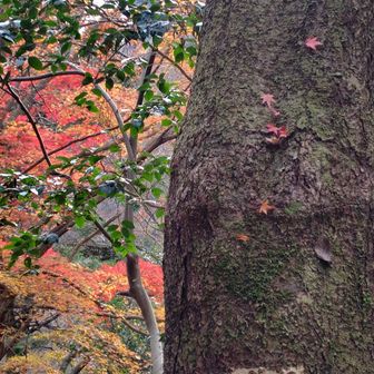 だいぶ降りてきました