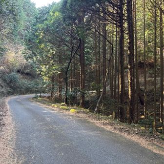 ずっーと道路。私はアルトラのトレランシューズだから平気だけど、登山靴だと辛いね😓