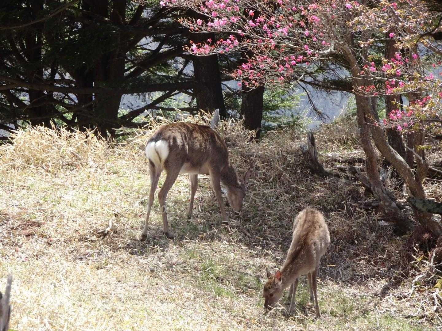 中禅寺バス停-狸山-半月山-半月峠-立木観音 周回コースの写真