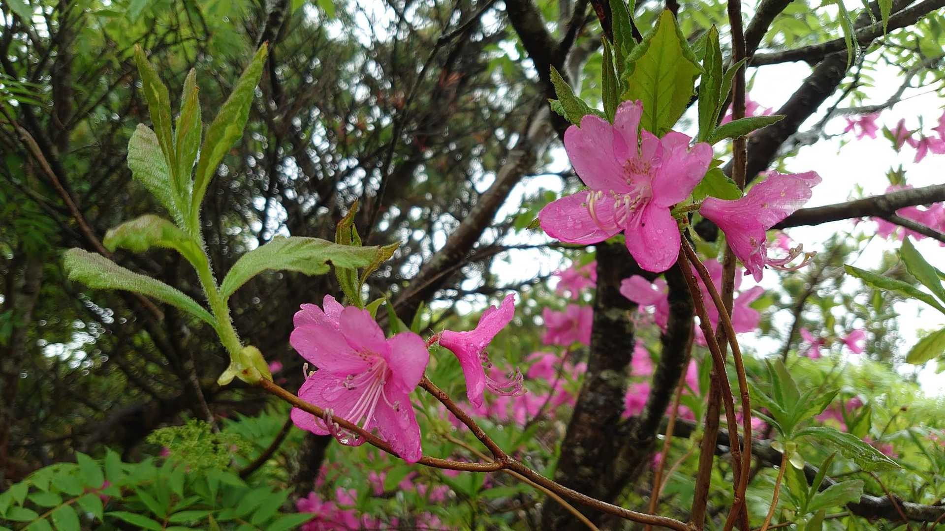 ムラサキヤシオ？