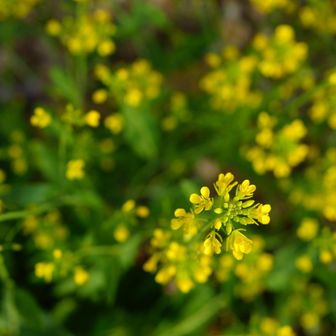 菜の花
春の訪れを告げる黄色い花の総称として親しまれています。食用、観賞用、油用と多岐にわたって利用される、日本の春に欠かせない植物です。