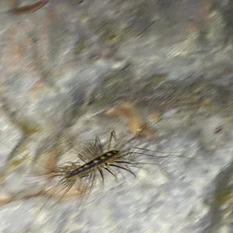 10cmくらいあるゲジゲジがいました😳