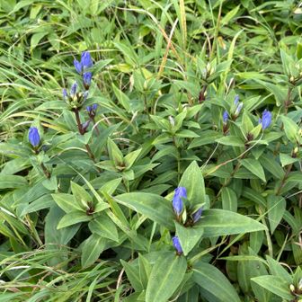 リンドウが沢山