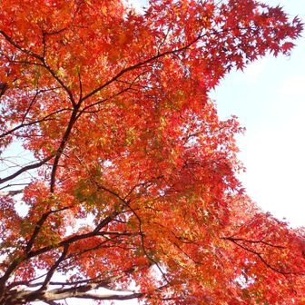 紅葉が青空に映えます。