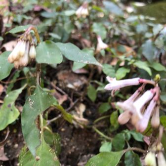 ツクシイナモリ