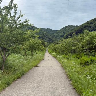 約200メートルの上りの舗装路