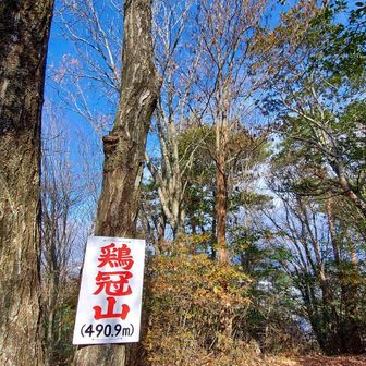 さらに下る。左ひざがヤバい、痛い。
鞍部から上って鶏冠山🐔のピーク。眺望なしだったかな。上りは痛くない。