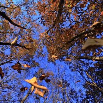 「世界」ッ！　時よ止まれ！