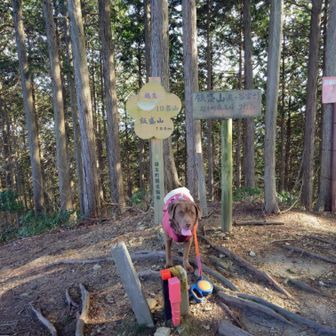 飯盛山
🐶はガス欠らしくランチにしました