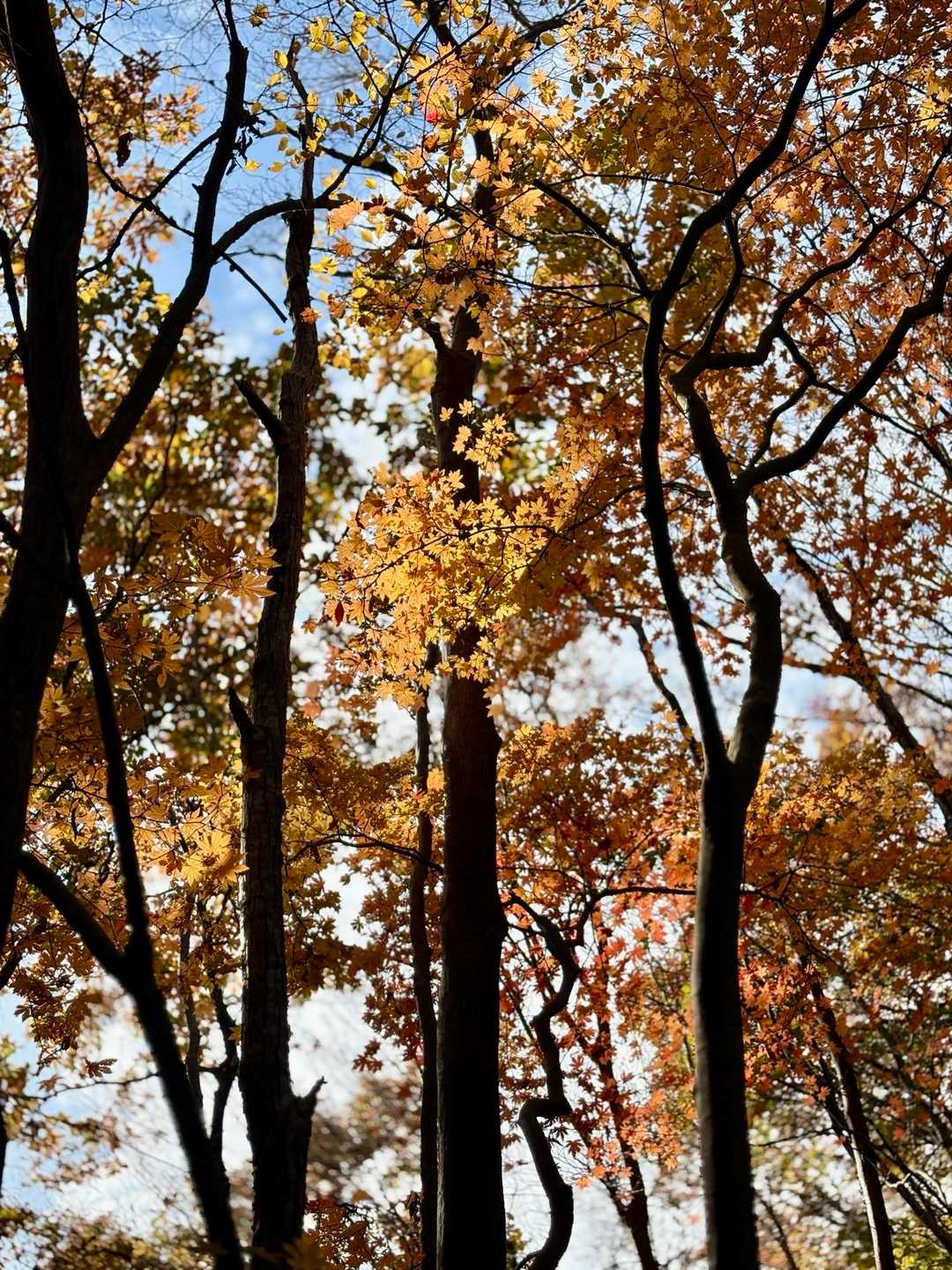 数少ない紅葉🍁