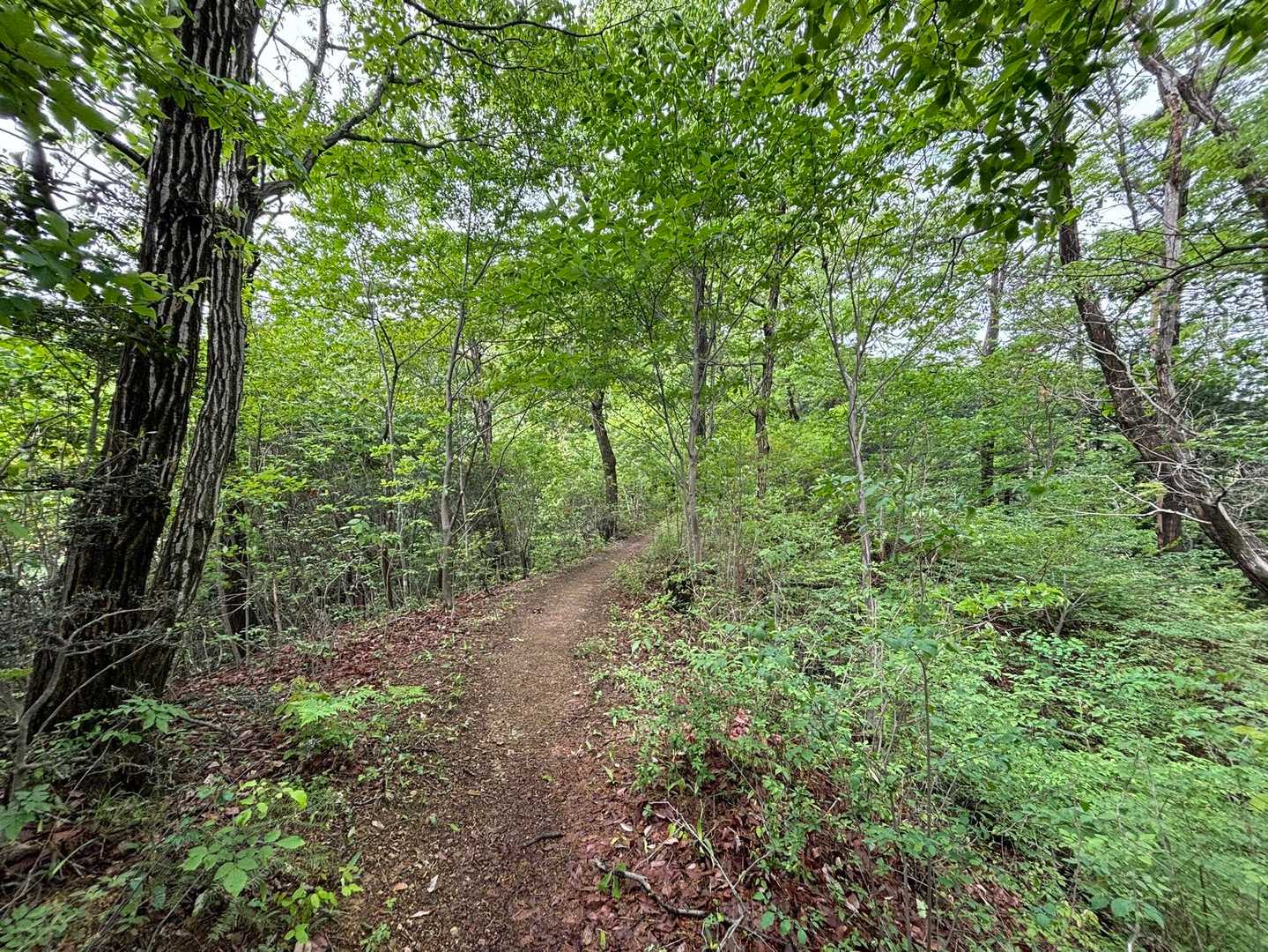 なだらかで歩きやすいです🚶‍♀️