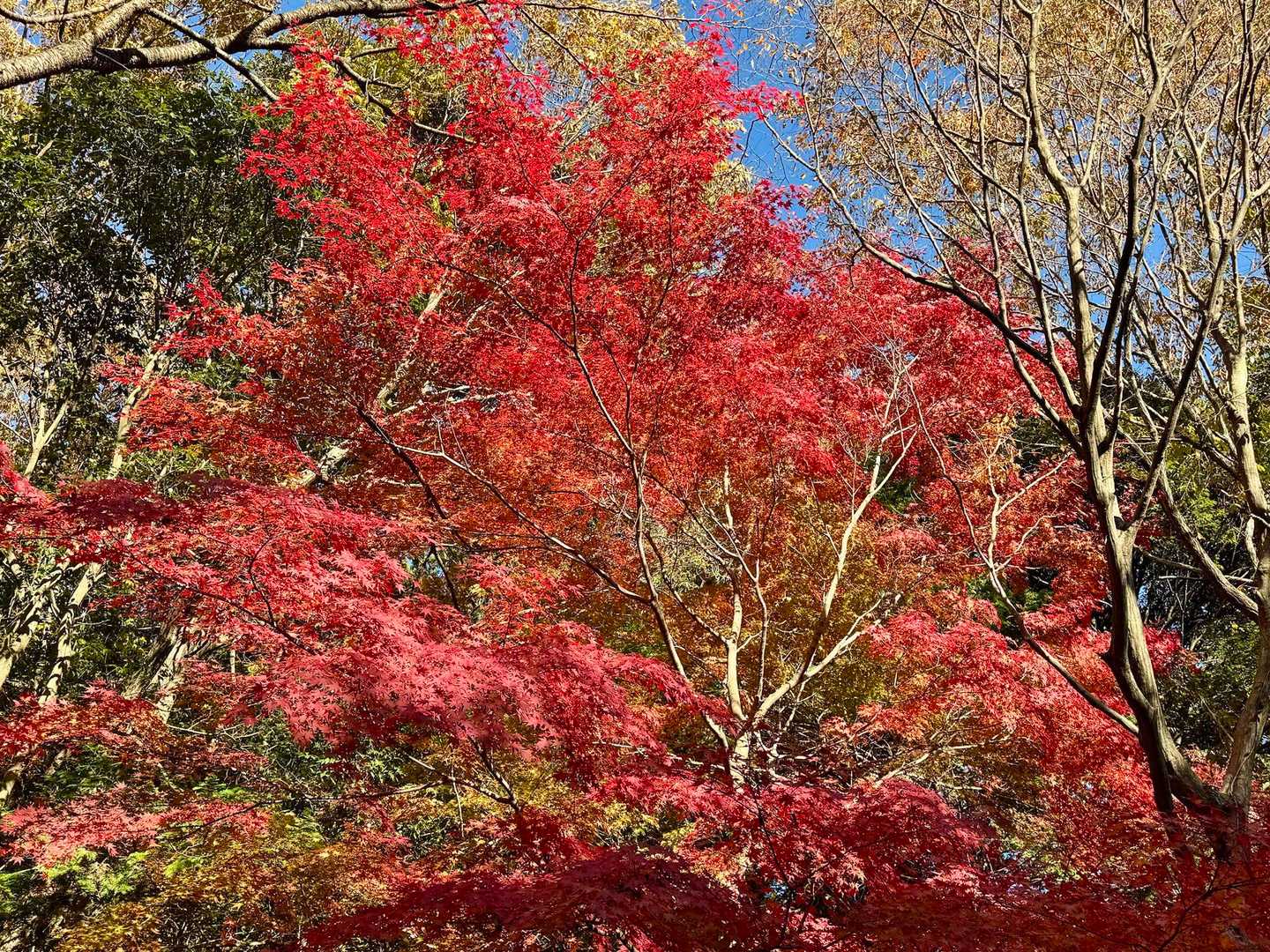 もみじは、紅葉真っ盛り🍁🍁