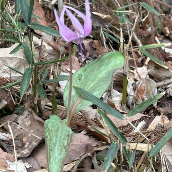 カタクリがチラホラ咲いていた
