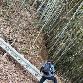 茫茫山（ボーボーヤマ）への入り口
ガードレールを乗り越え、竹につかまって急登を進む🎋