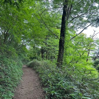 寺谷ルートを抜けて

ちょっと周回して涼みます