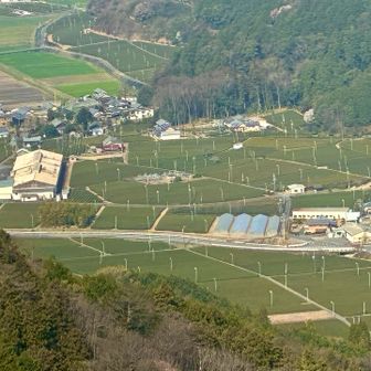揖斐地方は、お茶の産地です。茶畑が広がっています。