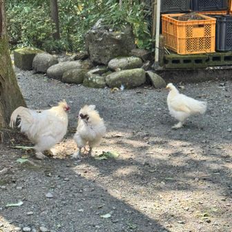 下山したとこにある神社のニワトリ🐓