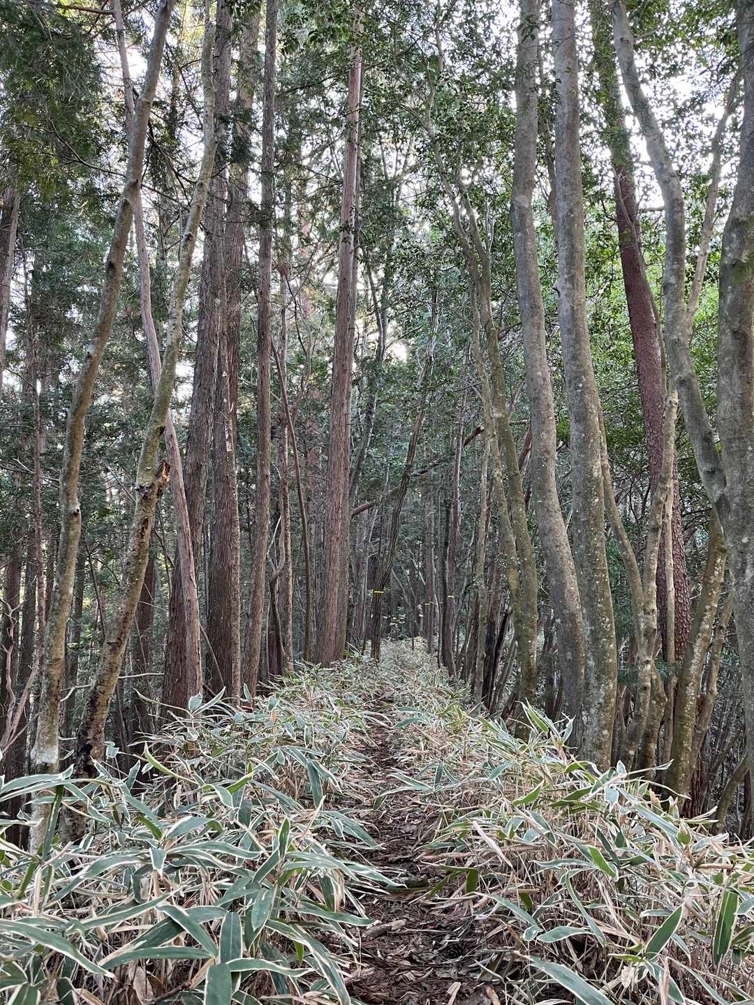 下の方は短めの笹